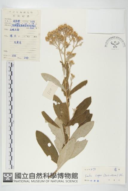 羊耳菊藏品圖，第1張