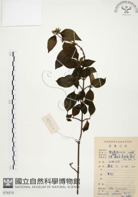 毛玉葉金花藏品圖，第1張