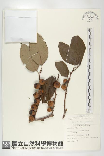 山柿, 山豆柿藏品圖，第1張