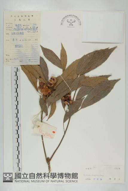 登錄號:S038475藏品圖，第1張