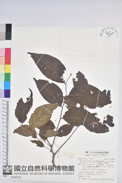 披針葉饅頭果藏品圖，第1張