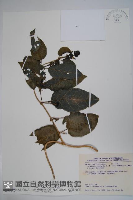 絨毛芙蓉蘭藏品圖，第1張