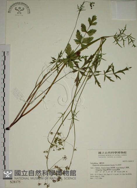 玉山茴香藏品圖，第1張