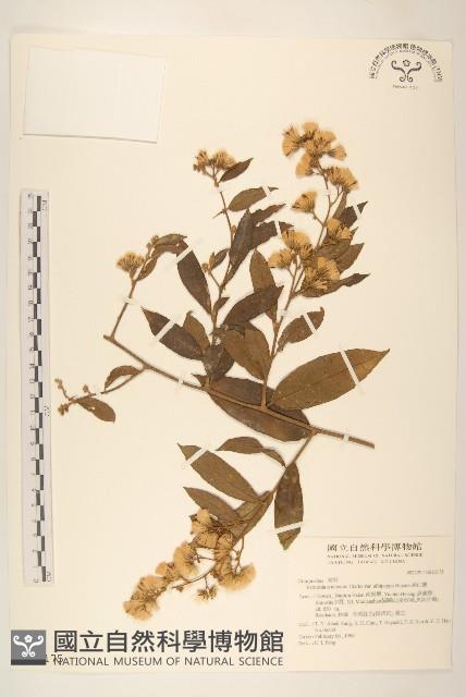 過山龍藏品圖，第1張