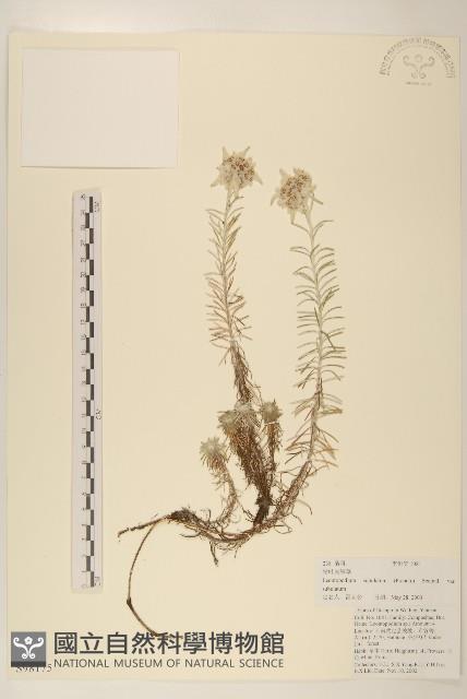 鑽葉火絨草藏品圖，第1張