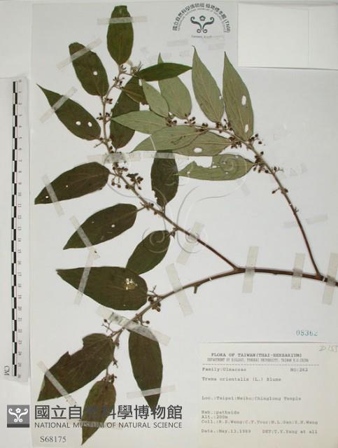 山黃麻藏品圖，第1張