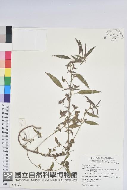 鐵莧菜藏品圖，第1張