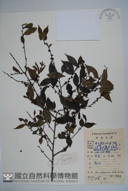 密毛假黃楊藏品圖，第1張