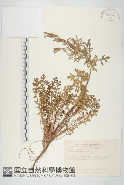 臺灣山芥菜藏品圖，第1張