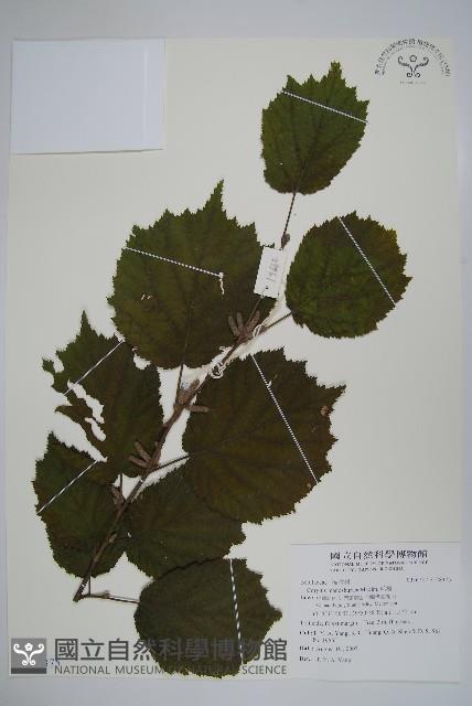 毛榛藏品圖，第1張