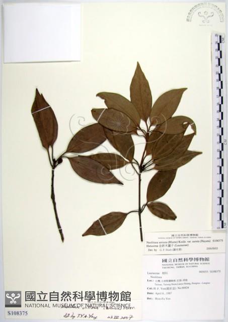 蘭嶼新木薑子藏品圖，第1張