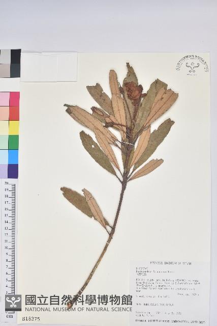 臺灣杜鵑藏品圖，第1張