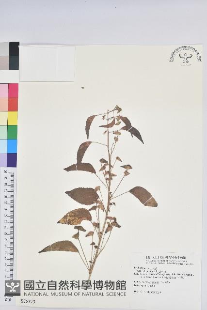 鐵莧菜藏品圖，第1張