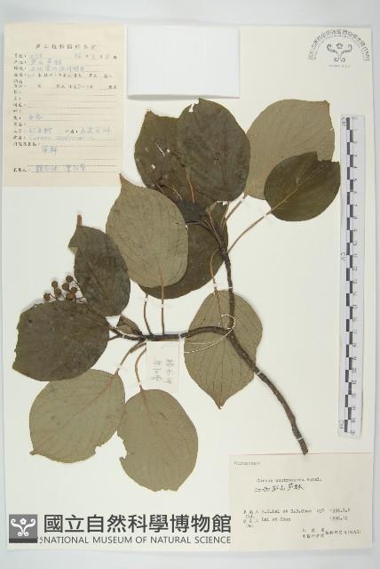 燈臺樹藏品圖，第1張