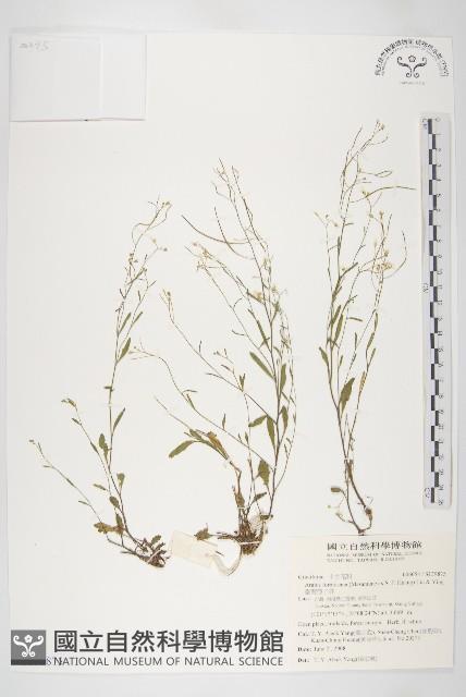 臺灣筷子芥藏品圖，第1張