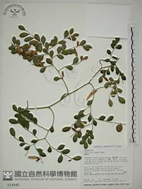 翼核木藏品圖，第1張