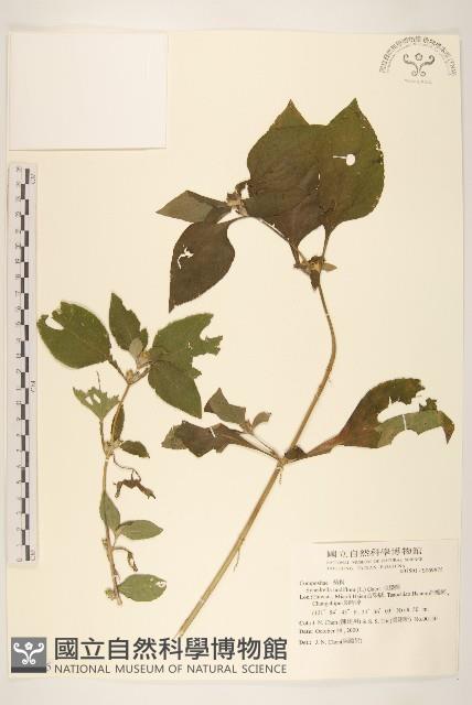 金腰箭藏品圖，第1張