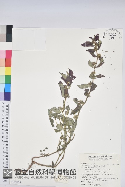 飛揚草藏品圖，第1張