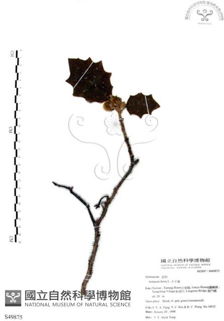 羊不食、毛茄藏品圖，第1張