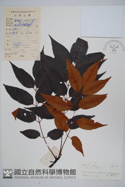 南酸棗藏品圖，第1張