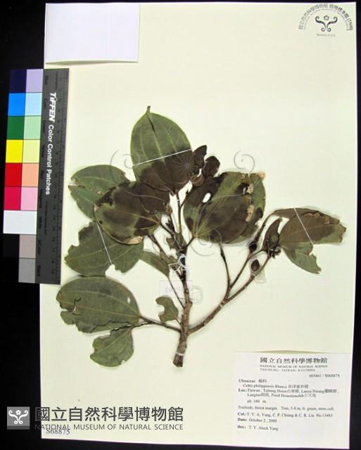 菲律賓朴樹藏品圖，第1張