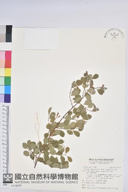 密花白飯樹藏品圖，第1張