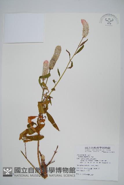 青葙藏品圖，第1張