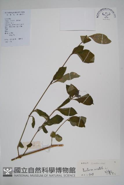 假杜鵑藏品圖，第1張