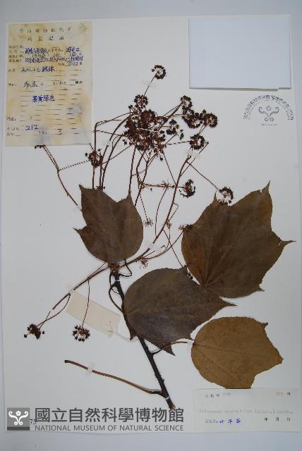 刺楸，蓖麻葉五加藏品圖，第1張