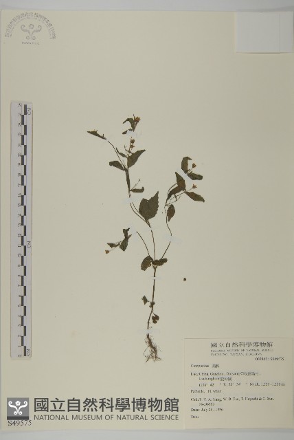 登錄號:S049575藏品圖，第1張