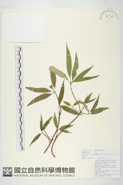 西藏青莢葉藏品圖，第1張