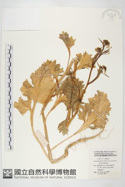 芥菜藏品圖，第1張