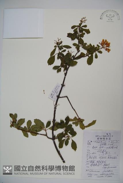 狹葉莢迷藏品圖，第1張