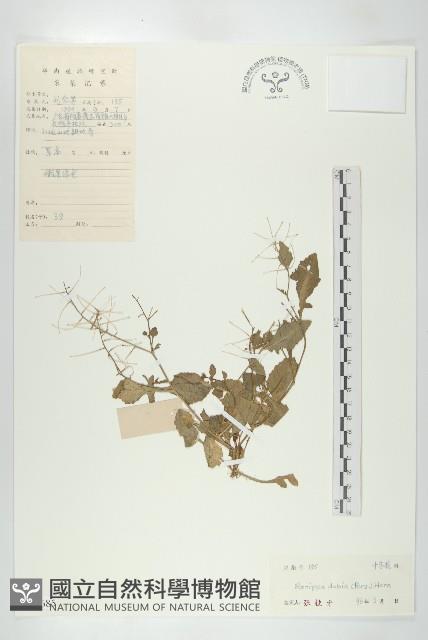 小葶藶藏品圖，第1張