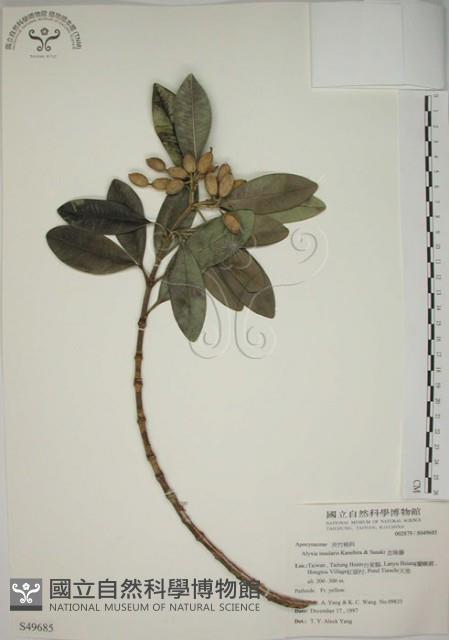 蘭嶼念珠藤藏品圖，第1張