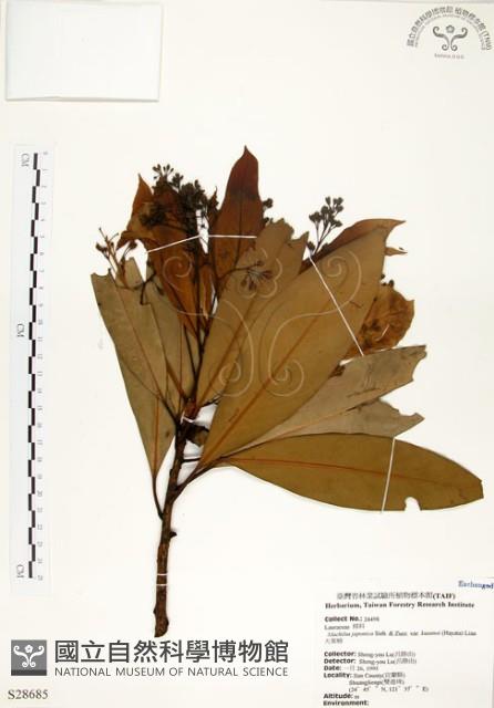 大葉楠藏品圖，第1張