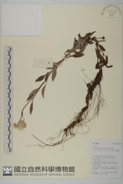 香青藏品圖，第1張