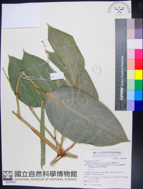 蘭嶼竹芋藏品圖，第1張