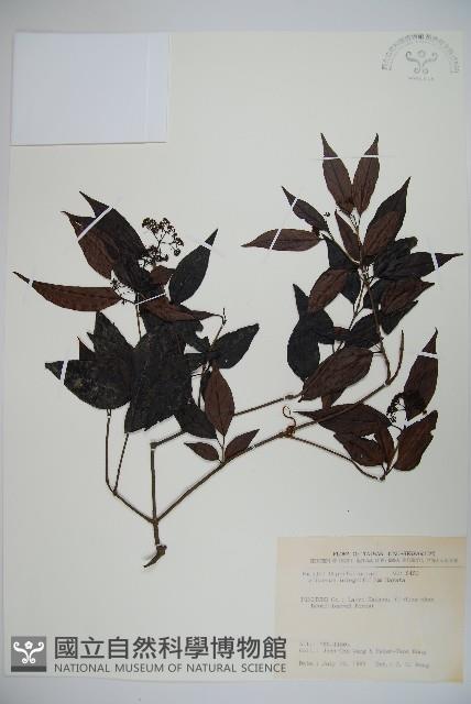 玉山糯米樹、狹葉糯米樹藏品圖，第1張