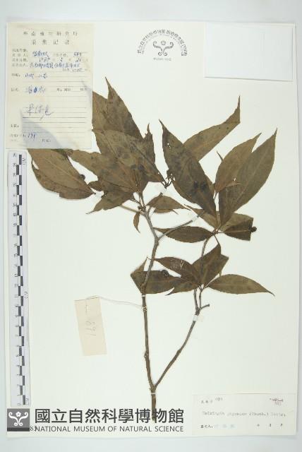 青莢葉藏品圖，第1張