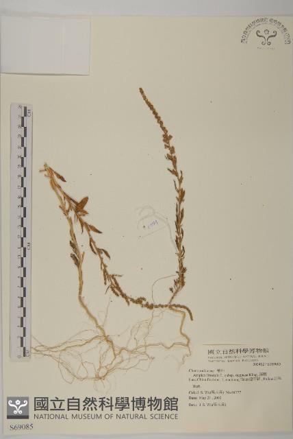 濱藜藏品圖，第1張