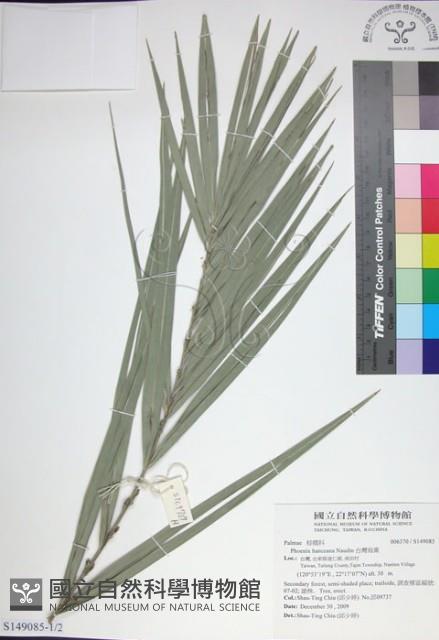 台灣海棗藏品圖，第1張