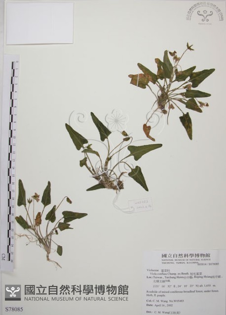 短毛堇菜藏品圖，第1張