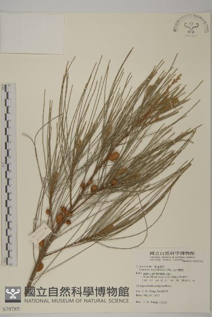 山木麻黃藏品圖，第1張