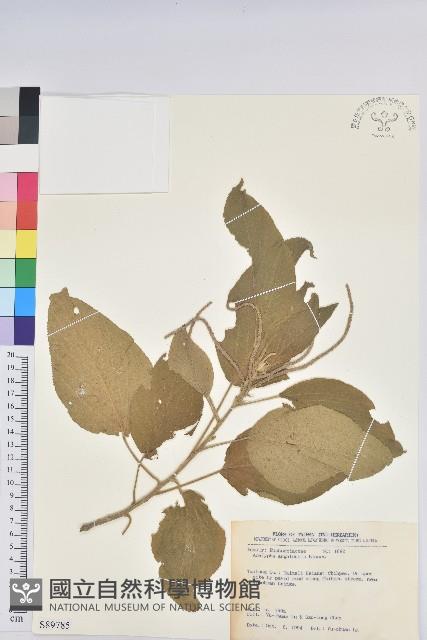 臺灣鐵莧藏品圖，第1張