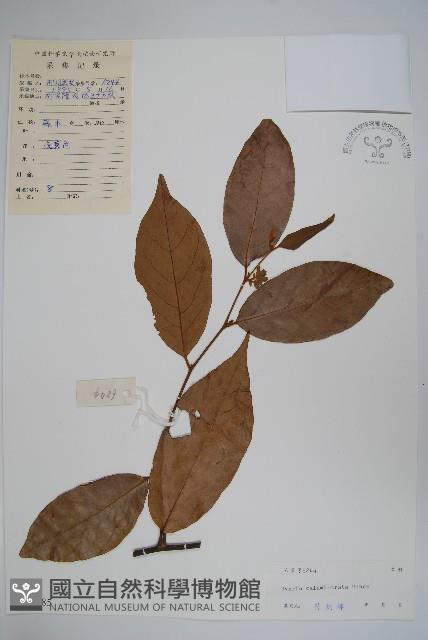 刺果紫玉盤藏品圖，第1張