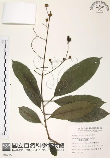 山香圓藏品圖，第1張