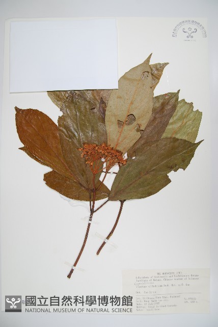 水紅木藏品圖，第1張