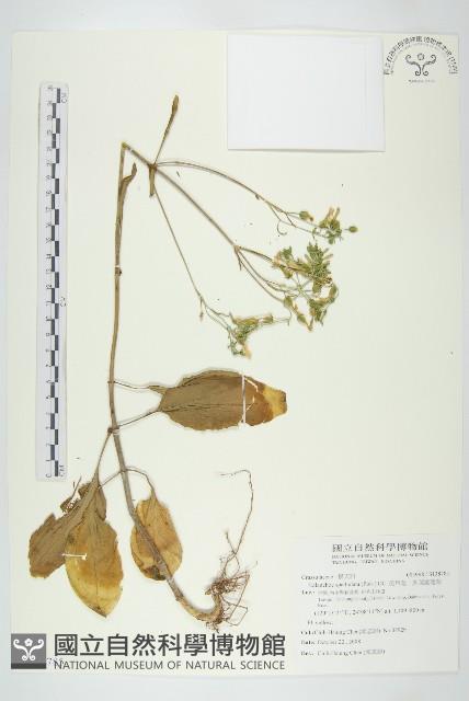 倒吊蓮、匙葉燈籠草藏品圖，第1張