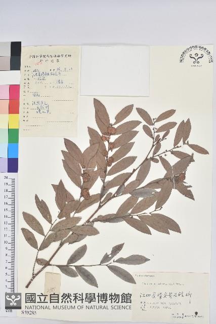 紅毛饅頭果藏品圖，第1張